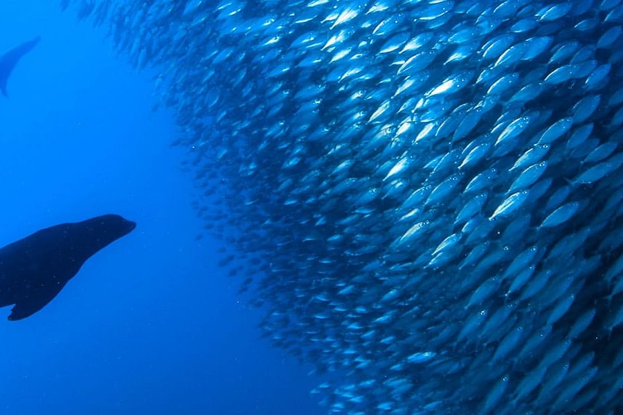 Biodegradable swim fins